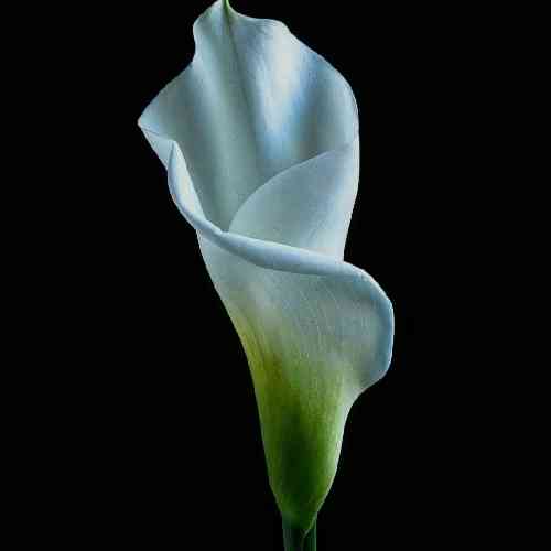 علیرضا خوئی نشکن دلمو دل آواره این دل